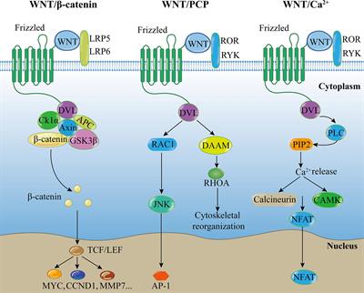 Expression and Function of WNT6: From Development to Disease